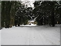 Tree lined footpath north of Dale Park House