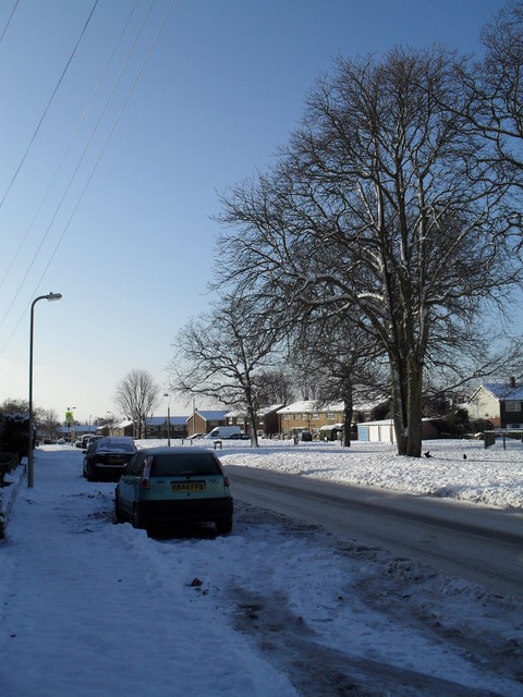 Winter trees in Prospect Lane