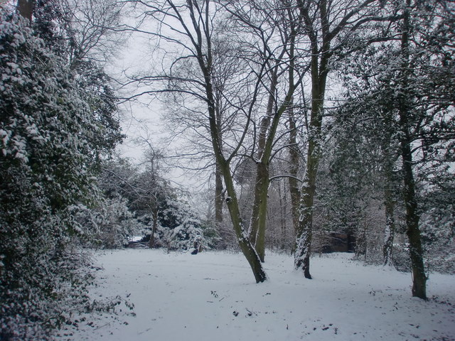 Woodland, Oakwood Park, London N14 in the snow