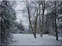 TQ2995 : Woodland, Oakwood Park, London N14 in the snow by Christine Matthews