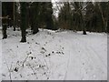 Footpath in Baycombe Wood east of Slindon