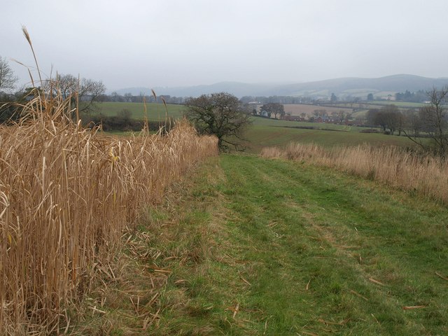 Footpath north of Coursley
