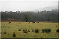 Deer near Aberfoyle