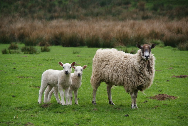 A mother and two young