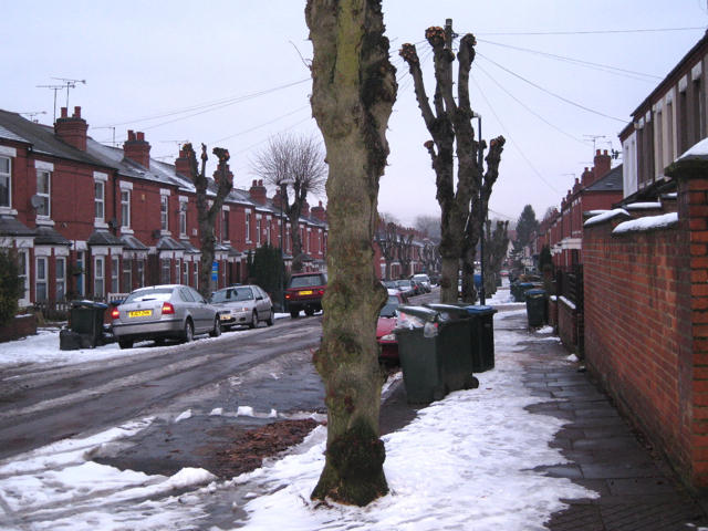 Pollarded limes, Mayfield Road