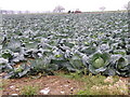 Cabbage patch, Willington