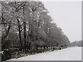 Trees on southern edge of Tredegar Park