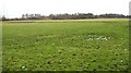 Earthworks in a field. Cuttyfield