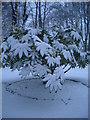 Snow-covered bush, St Pancras Gardens, Pancras Road NW1