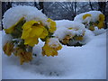 Yellow flowers, St Pancras Gardens NW1