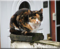 Tortoiseshell cat in Station Road South