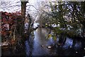 Ducks on Mill Brook