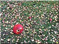 St George, Esher, Surrey - Toadstools in churchyard