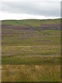 SD9587 : Heather moorland and dry stone wall by Tom Howard