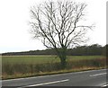 South Cubbington wood from the B4453