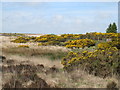 Gorse Bushes on Waupley Moor