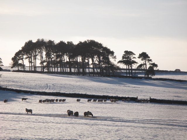 Snowy pastures near Glen Hill Farm (2)