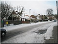 Winter trees in Court Lane