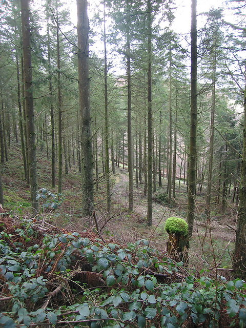 Mossy forest at Bwlch-y-graig