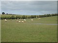 Cattle, Southhook