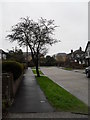 Winter trees in Hawley Road