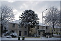 Snow covered Monkey Puzzle Tree, Eridge Rd