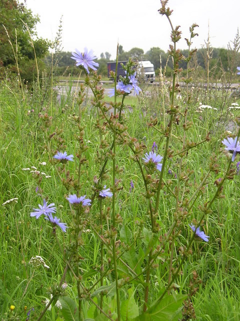 Wild Chicory beside the A34, Oxford Bypass