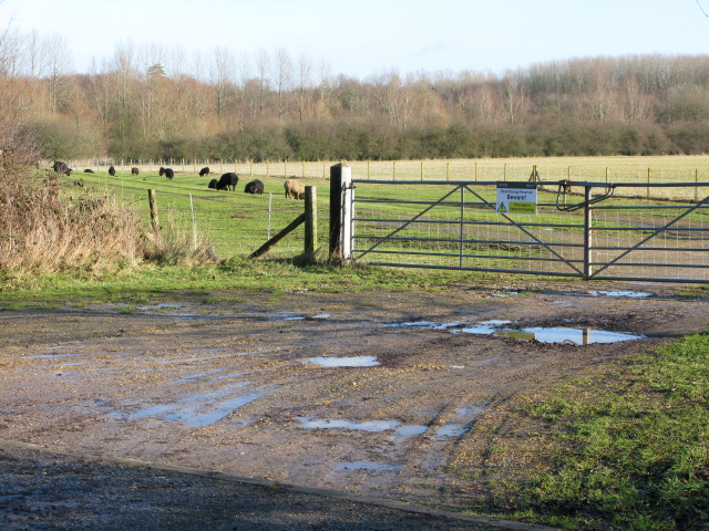 Flock of black sheep off Goldwell Lane
