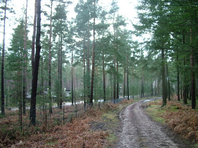Forest track and fence outside Center Parcs