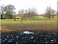 Paddock to the west of Evegate Mill