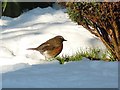 Winter visitor: Redwing