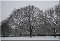 TQ5740 : Snowy oak tree, St John's Recreation Ground by N Chadwick