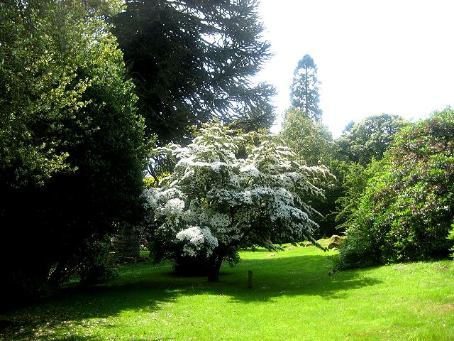 Shambellie House Gardens.. May Tree