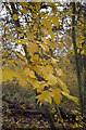 Wild Service Tree in Pound Wood, Benfleet