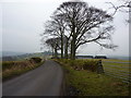 Beech trees on Grange Lane