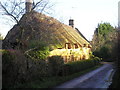 Winter Sunshine on Thatch