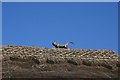 Cat on the roof