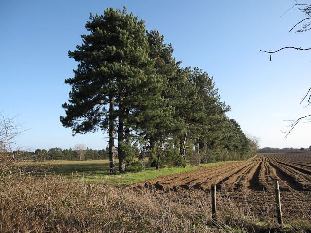 Conifer windbreak