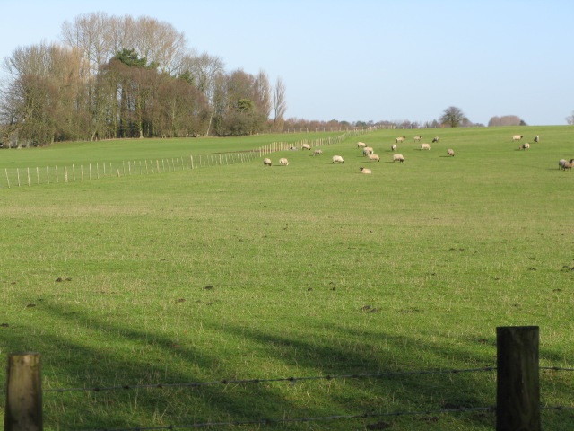 Sheep grazing to the N of Bank Road