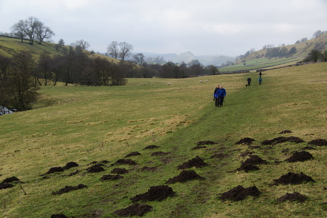 Mole activity in Dovedale