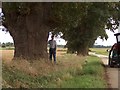 Ancient Oak trees