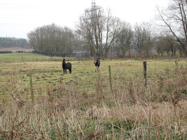 Pastures east of the River Yare