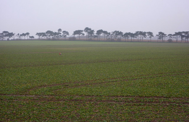 Field towards line of trees near Buckanay Farm