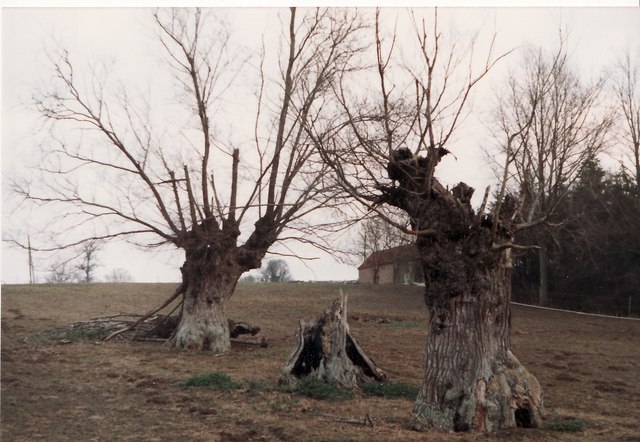 Ancient elm trees