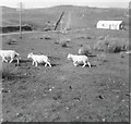 Three sheep and the road to Sheigra, 1967