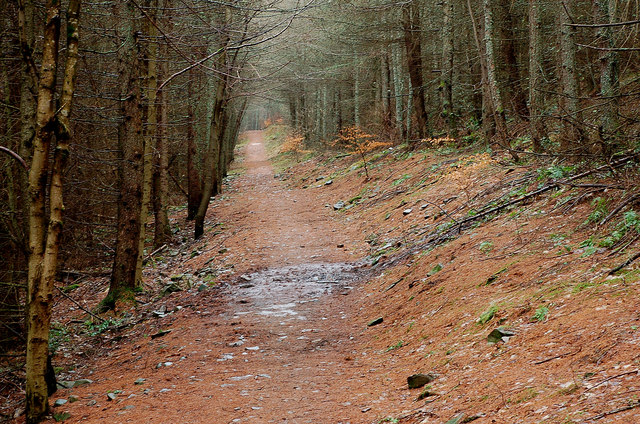 Forest path from Innerleithen