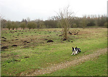 TG2707 : Molehills in marsh meadow by Evelyn Simak