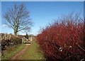 Dogwood near Marldon