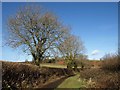 Path northeast of Marldon