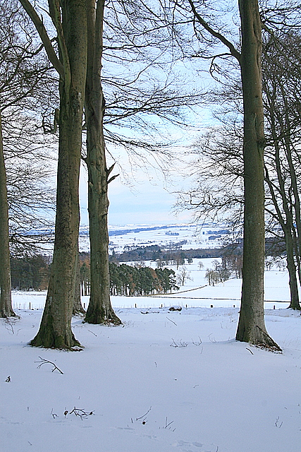 Looking East, Fotheringham Hill